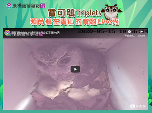 青山校區首度進行領角鴞育雛巢箱直播